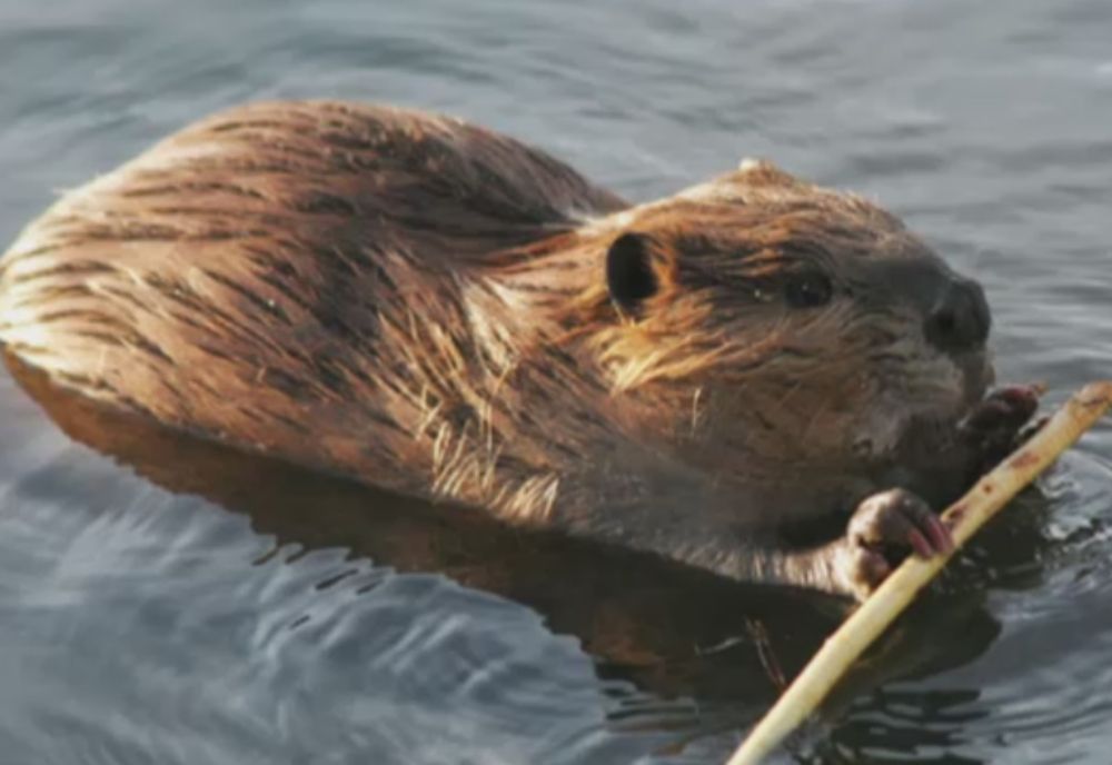 Castorii și-au recucerit teritoriile de pe râul Mureș, după repopulările din ultimii 20 de ani