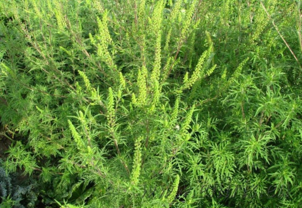 Combaterea ambroziei, o prioritate la Arad