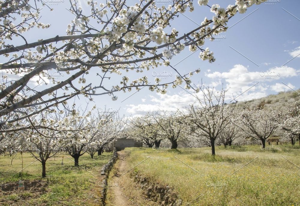 Vremea în Banat și Crișana