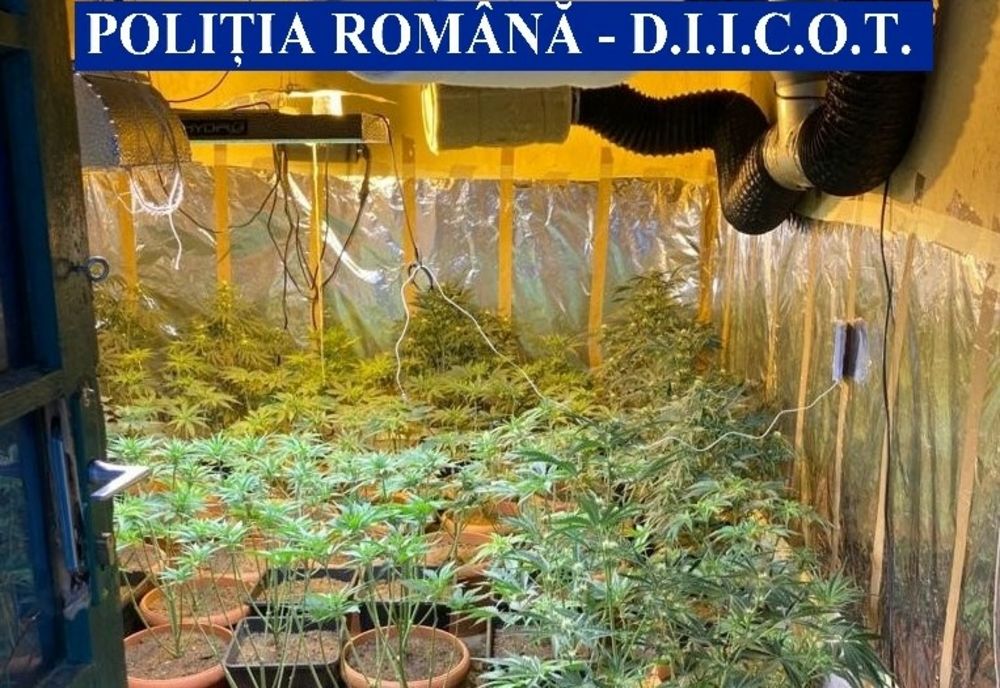 Culturi de canabis, descoperite în județul Arad