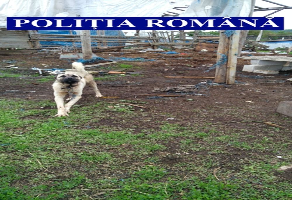 Controale pentru depistarea celor care nu au grijă de animalele pe care le dețin: trei amenzi