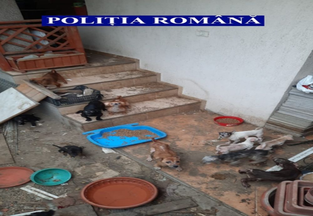 Câini salvați de polițiști. Animalele trăiau în condiții greu de imaginat