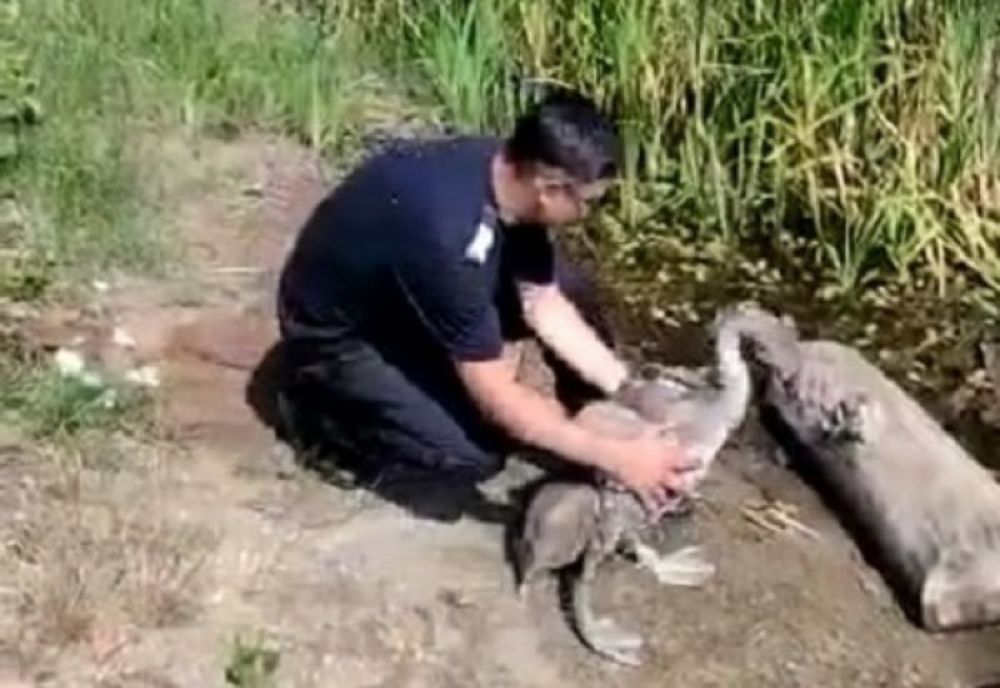 Pentru că orice viață contează pompierii arădeni au salvat un pui de lebădă
