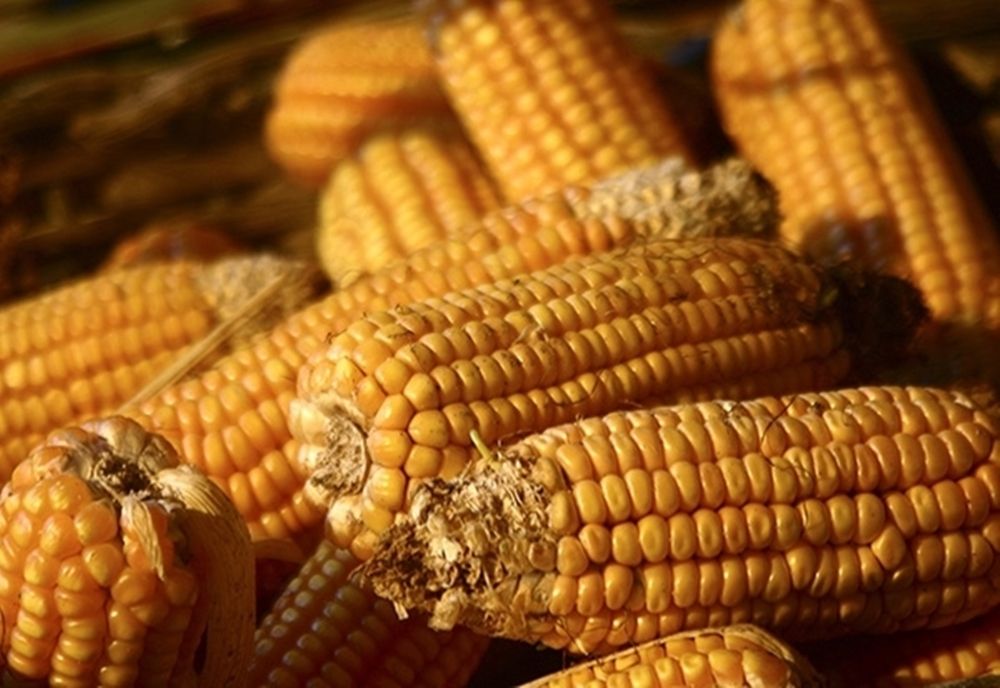  Producţia de porumb a fost calamitată de seceta prelungită