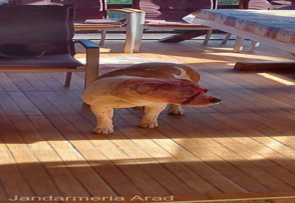 O familie a fost atacată de  câini: doi oameni au ajuns la spital