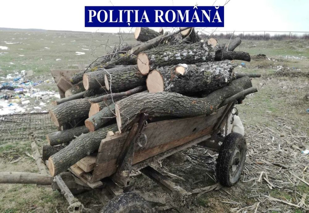 Acțiuni pentru verificarea legalității exploatărilor lemnoase