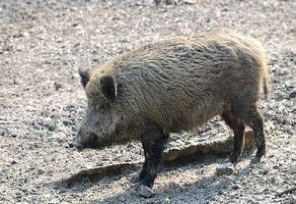 Transporta mistrețul în portbagaj