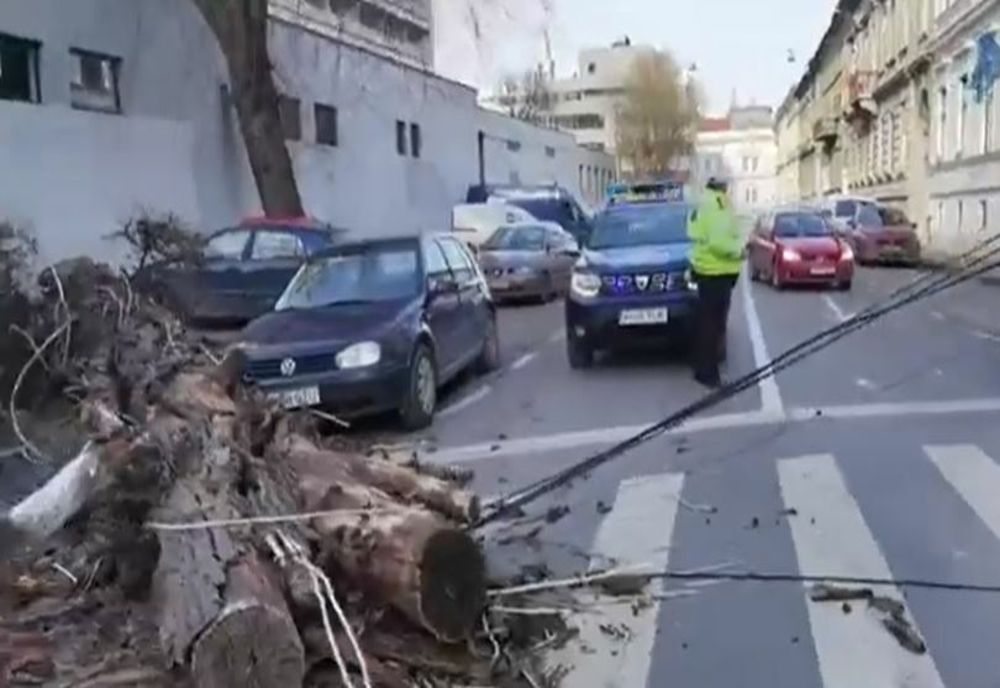 Pericol pe stradă: copac căzut în Arad, ca din senin