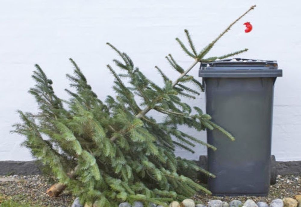 La Arad începe colectarea brazilor naturali
