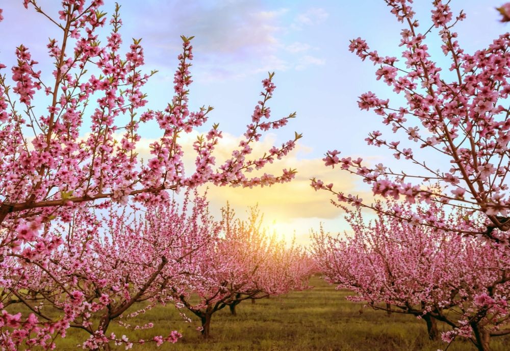 Vremea se încălzește, în Banat și Crișana