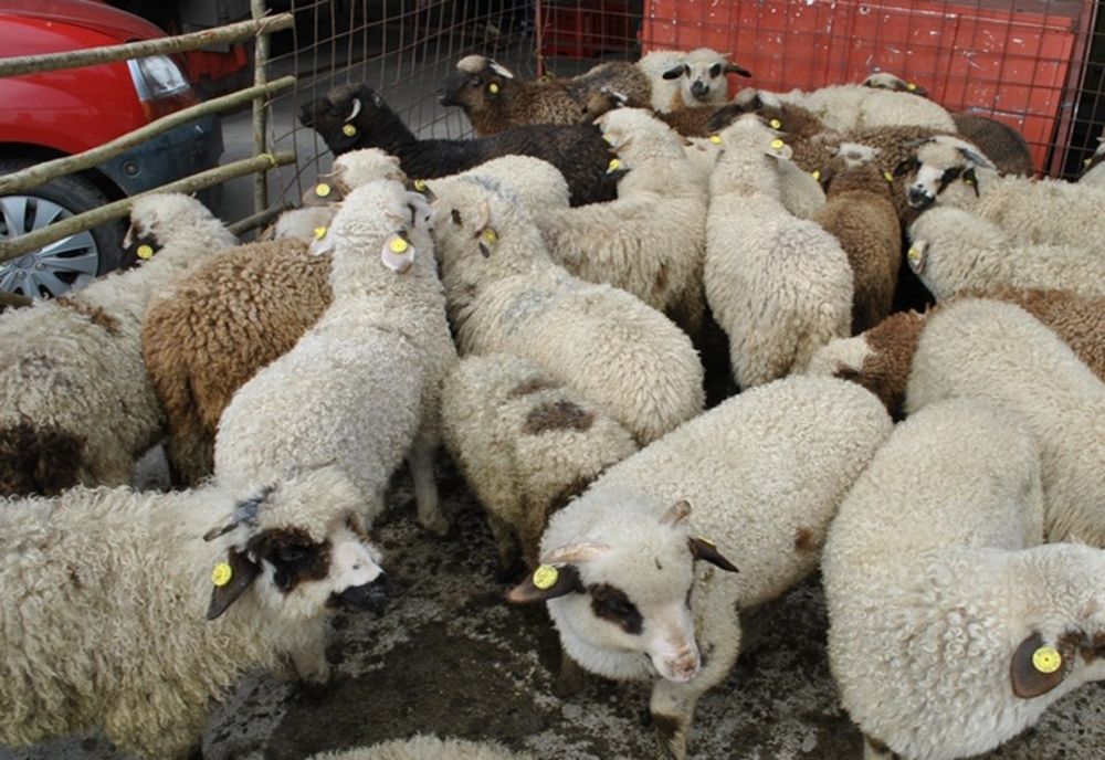 Carnea de miel vândută în Arad costă cu 10 lei mai mult decât anul trecut
