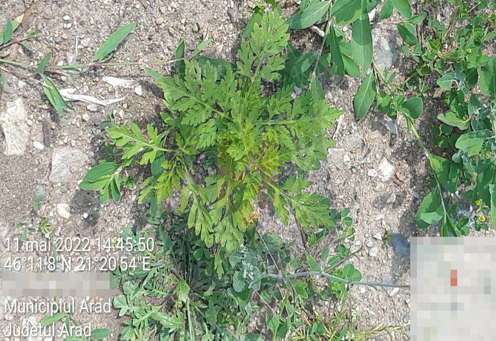 Atenție, se dau amenzi pentru ambrosia. Proprietarii terenurilor năpădite de această buruiană, în vizorul poliției locale