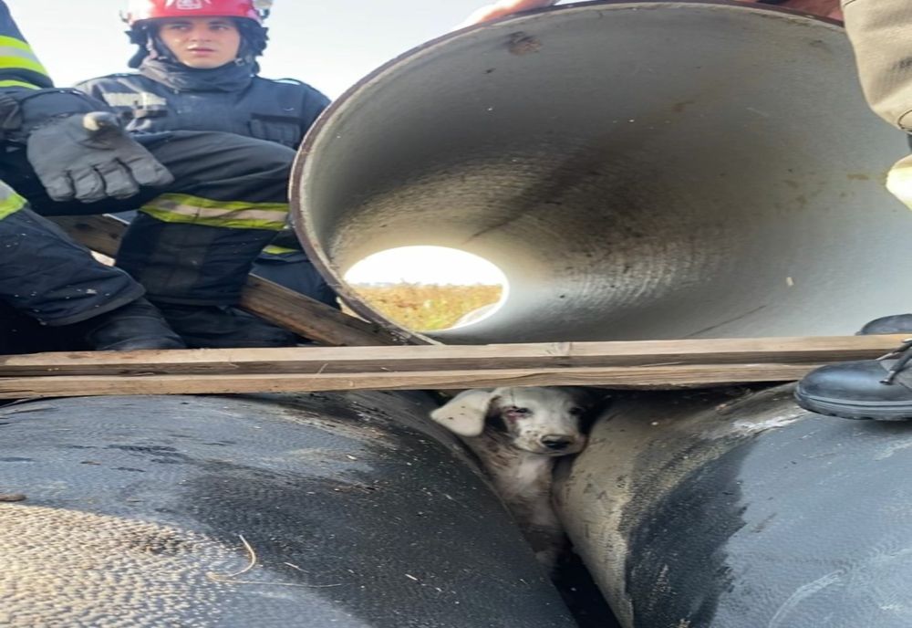 Viața unui cățel s-ar fi putut sfârși în chinuri fără intervenția pompierilor arădeni