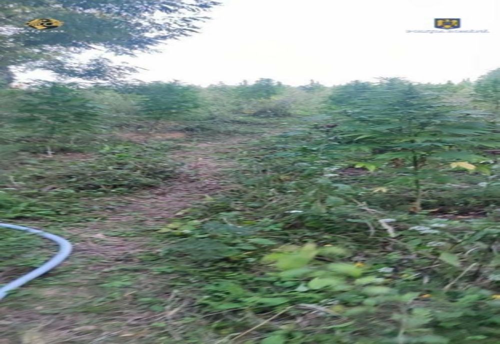 "Fermă" de canabis descoperită de poliție