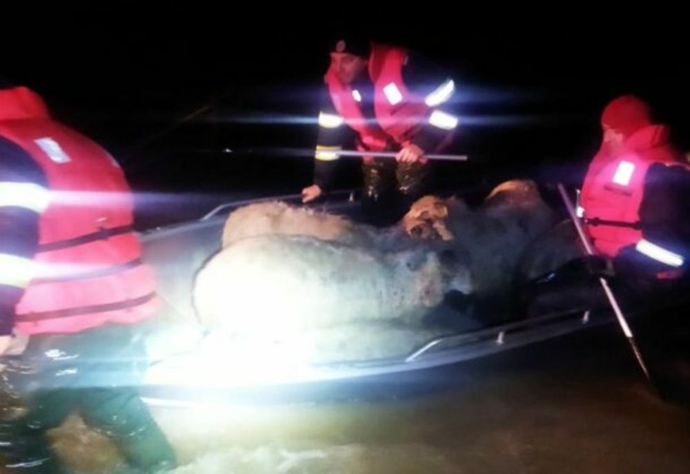 Misiune dificilă pentru pompierii arădeni: 10 ore de intervenție pentru salvarea a 200 de oi