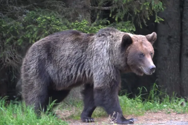 Statul a mutat problema urșilor la primării. Ce trebuie să facă edilii când animalele intră în localități
