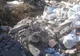 Arad: Încă o amendă pentru aruncarea molozului prin municipiu