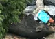 Arad: Ce se mai aruncă la gunoi în Arad? Cadavrul unui porc întreg, găsit, luni, la o ghenă din municipiu