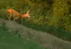 Arad: Toate activităţile sportive, de picnic, de recreere sau de altă natură, interzise în pădurile din municipiul Arad, din cauza pestei porcine africane 
