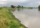 Arad: AUDIO Milioane de fluturi care trăiesc doar o zi produc un spectacol magic pe Mureș