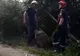 Arad: AUDIO VIDEO FOTO Pompierii din Arad au salvat un cal căzut într-o gură de canalizare