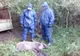 Arad: AUDIO Pesta porcină africană, confirmată și la porci mistreți. Circa 140 de mistreți de pe un fond de vânătoare ce aparține Direcției Silvice Arad, împușcați