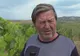 Arad: FOTO VIDEO Viticultorii din Arad: producţia de struguri din acest an este compromisă în mare parte de porcii mistreţi. 60 la sută din recolte, compromise