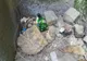 Arad: Deșeuri medicale, descoperite chiar de copii, într-un parc din centrul Aradului