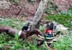 Operațiune spectaculoasă de salvare a unui cal dintr-o râpă adâncă