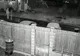 Atacuri stranii într-o comună din județul Arad