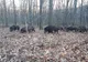 Traseele montane din județul Arad, închise din cauza pestei porcine