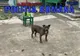 Trei câini plasați în adăpost de polițiștii Biroului Poliția Animalelor