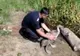 Pentru că orice viață contează pompierii arădeni au salvat un pui de lebădă