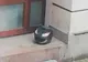 Alarmă cu bombă la o bancă din Arad