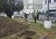 Sute de arbori ornamentali urmează să fie plantați în Arad