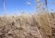 Arad: Fermierii se plâng de cea mai gravă secetă din ultimii 25 de ani şi cer sisteme de irigaţii