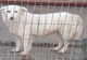 Ziua Mondială a Animalelor fără Stăpân: la Arad este una dintre cele mai importante comunități care sprijină adopția