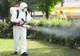 O nouă acţiune de dezinsecţie în municipiul Arad