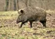 Pesta porcină africană a redus numărul de mistreți din județul Arad