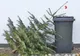 La Arad începe colectarea brazilor naturali: vor fi transformați în compost