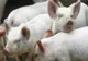 Un nou focar de pestă porcină în România, chiar înainte de sărbători. Restricții la o fermă cu 8.000 de animale