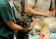 Cabinetele veterinare, în pericol de închidere după o decizie a Guvernului. Medicii amenință: Animalele vor avea de suferit!