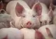 Zeci de porci aduși ilegal din Ungaria au fost incinerați la Nădlac