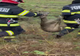 Arad: AUDIO FOTO VIDEO Căprioară căzută într-un canal din Pădurea Ceala, salvată de către pompierii din Arad